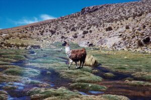 Lama in Bolivia